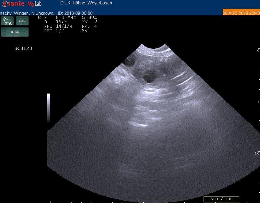 Mittelschnauzer Welpen Ultraschall Bild vom 23. Tag der Schwangerschaft