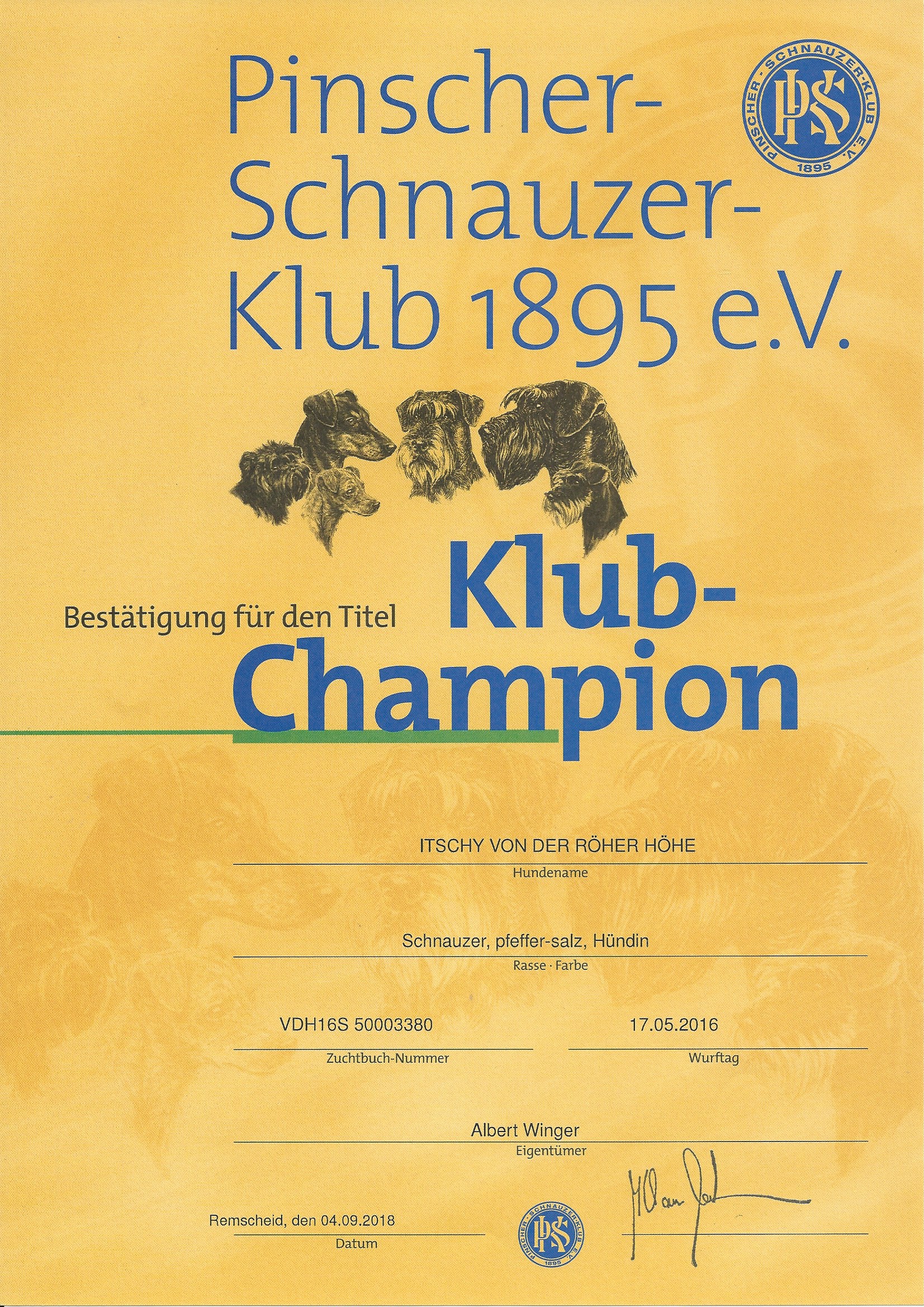 Schnauzer Klub PSK Klub Champion 2018