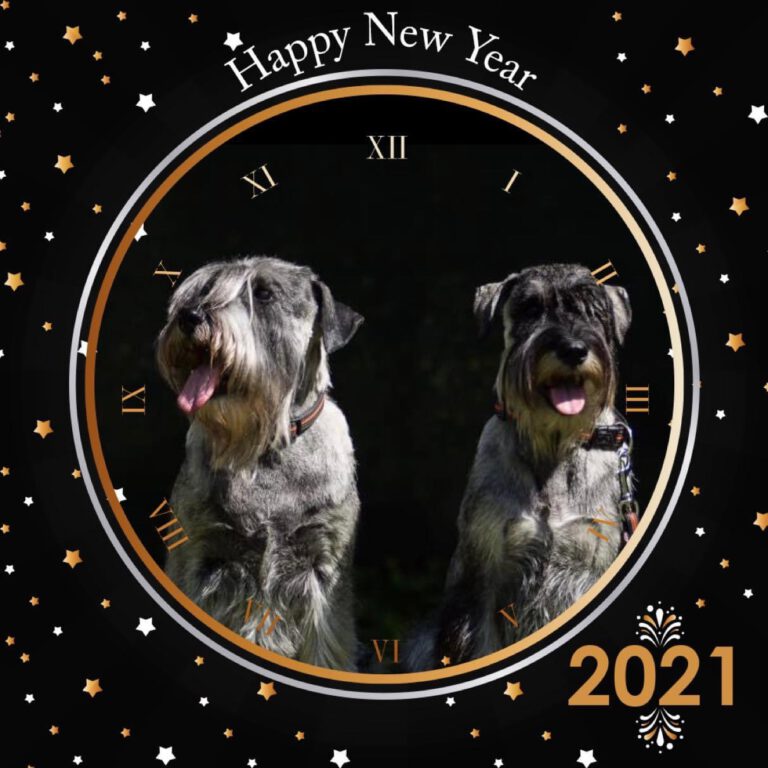 Schnauzer feiern Sylvester