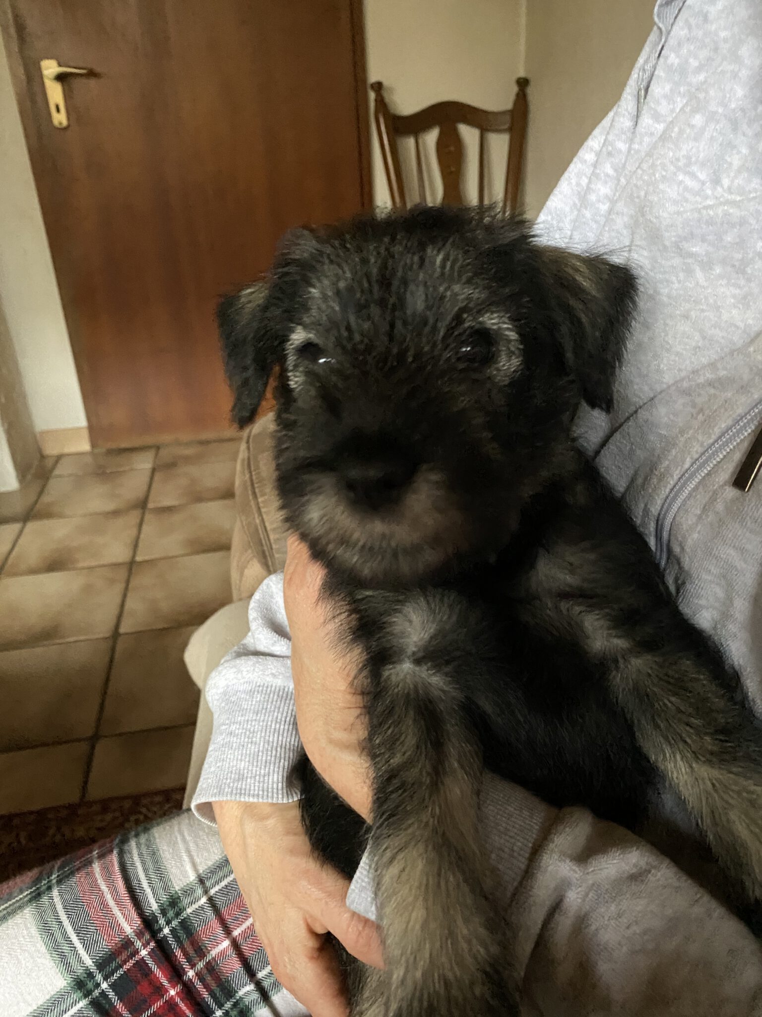 Schnauzer Huendin L Wurf MittelschnauzerWelpen.de