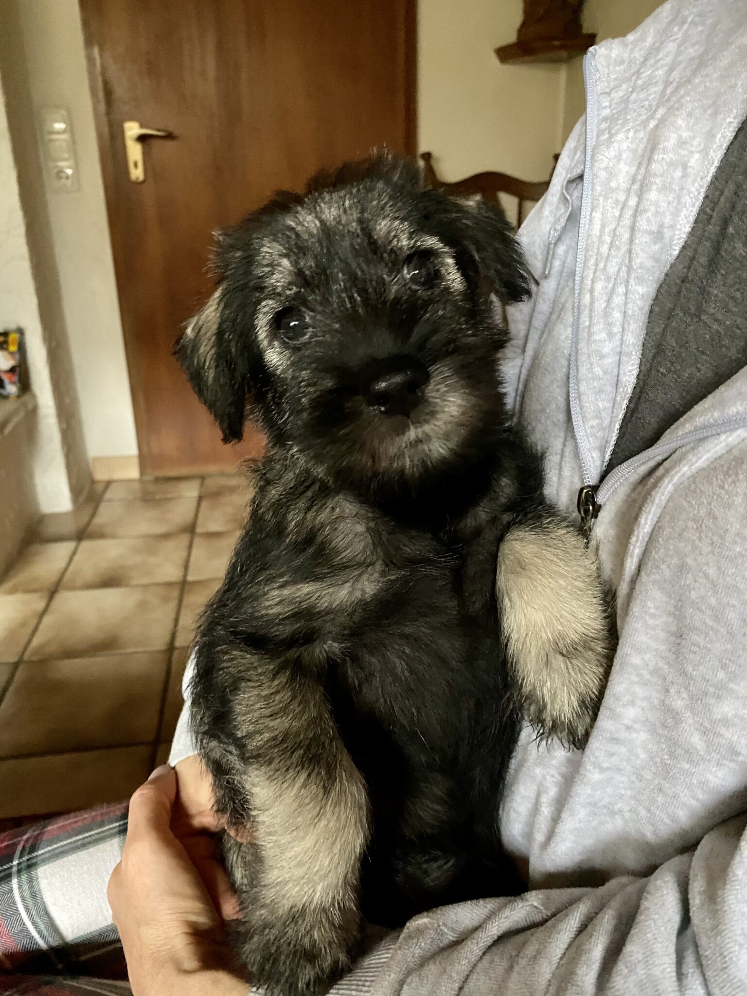 Schnauzer Huendin L Wurf MittelschnauzerWelpen.de